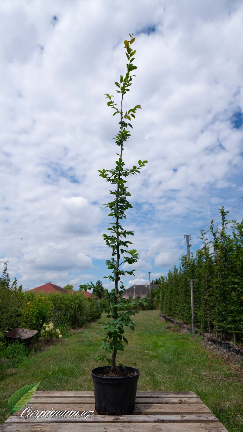 Habr obecný - Carpinus betulus 175 - 200 cm 