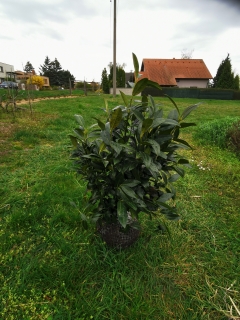 Bobkovišeň lékařská 'Herbergii' 60 - 80 cm zemní bal